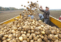 Уборка картофеля