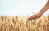 Урожай пшеницы