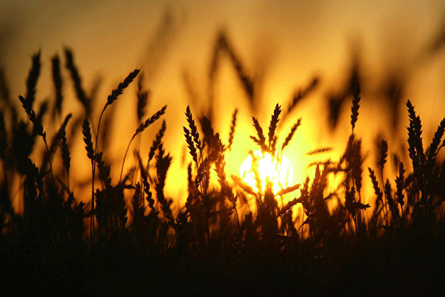 Пошлина на экспорт российской пшеницы увеличится с 9 марта