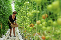 Работница теплицы собирает томаты