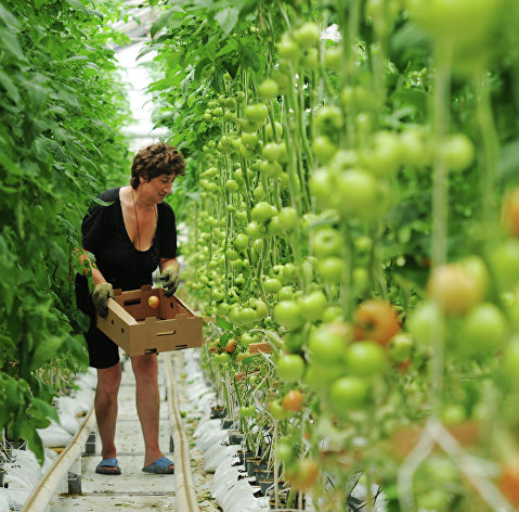 Работница теплицы собирает томаты