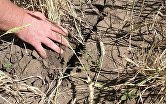 Засуха в ряде регионов РФ привела к гибели посевов на площади 1,5 млн га – Минсельхоз