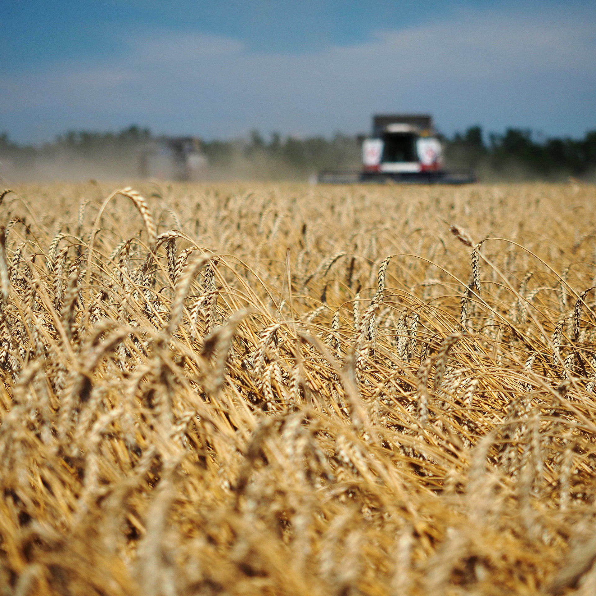 В России резко падают внутренние и закупочные цены на пшеницу