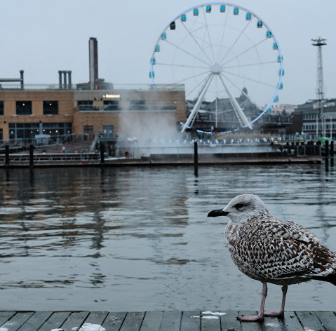 Чайка на набережной южного порта в Хельсинки