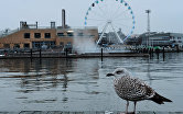 Чайка на набережной южного порта в Хельсинки