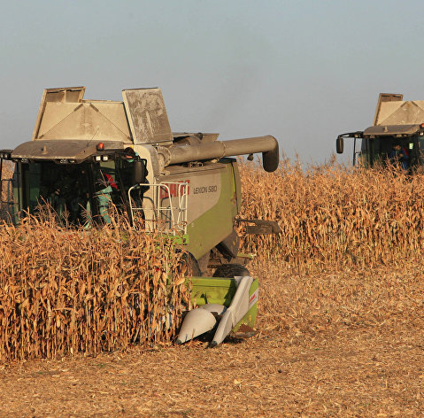 Уборка кукурузы на полях АПК "Долгов и К"