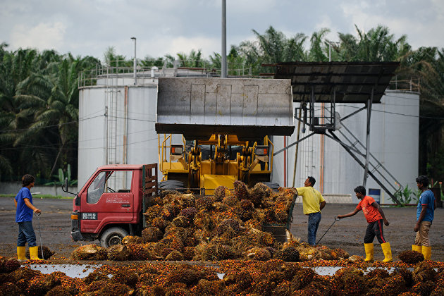 Разгрузка сырья на предприятии по производству пальмового масла на окраине Куала-Лумпур, Индонезия