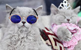 Кошки британской породы на выставке "КоШарики Шоу" в Москве