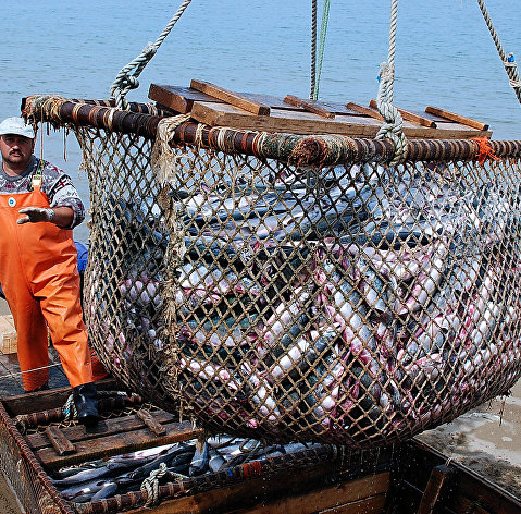 Рыболовецкое хозяйство на Камчатке