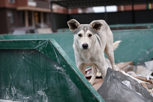 Бездомная собака у мусорного бака