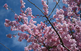 Цветущее персиковое дерево в Крыму