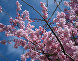 Цветущее персиковое дерево в Крыму