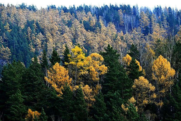 Счетная палата: долг по платежам за использование лесов в 2021 году превысил миллиард рублей