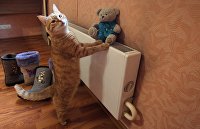 Кот в квартире жилого дома в Москве