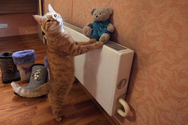 Кот в квартире жилого дома в Москве