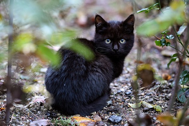 Котенок в Никитском ботаническом саду в Крыму