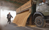 Выгрузка риса в зернохранилище