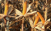 *Уборка кукурузы на полях АПК "Долгов и К"