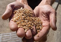 Сбор урожая зерновых в Херсонской области