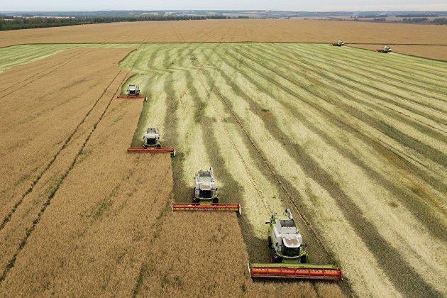 Сбор урожая рапса и пшеницы