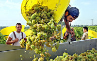Сезонные рабочие собирают урожай белого винограда