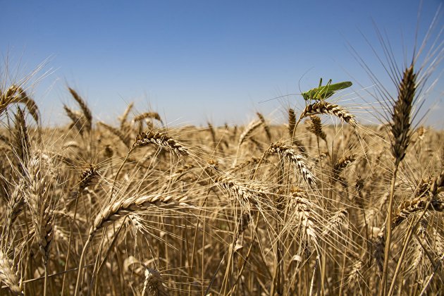Колосья пшеницы на поле