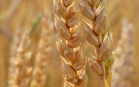 Колосья созревающей пшеницы