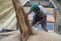 Уборка урожая пшеницы