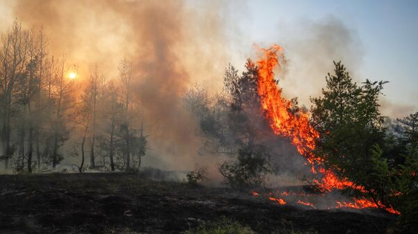 В Краснодарском крае вспыхнули новые лесные пожары