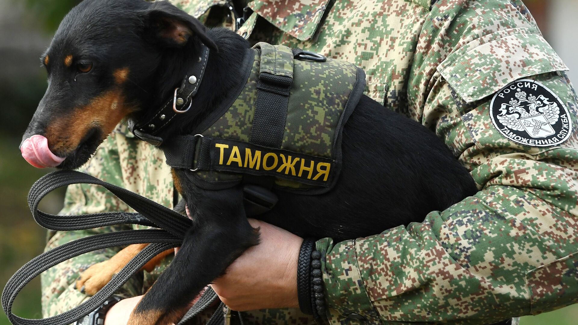 Служебная собака на руках сотрудника таможенной службы - ПРАЙМ, 1920, 21.08.2025