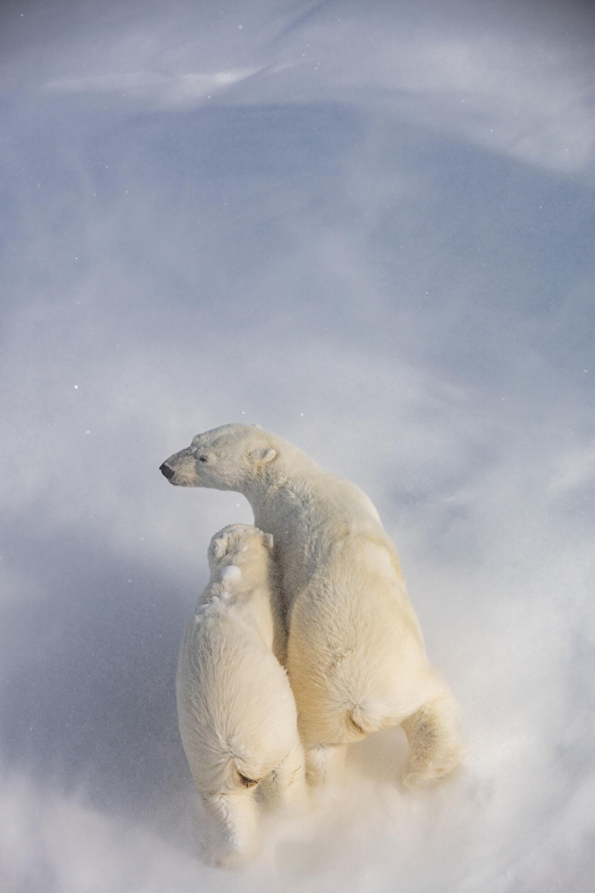 Белые медведи - ПРАЙМ, 1920, 21.07.2025