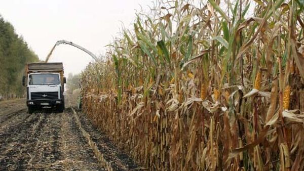 Уборка кукурузы
