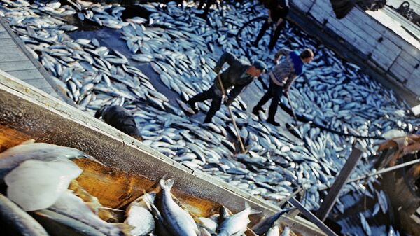 Рыбаки обрабатывают улов рыбы