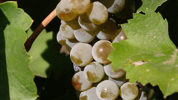 Виноград