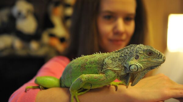 Зеленая игуана в городской квартире