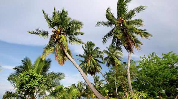 пальмы  остров