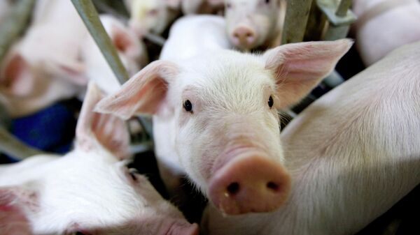 Минсельхоз призвал нарастить экспорт свинины и птицы в этом году