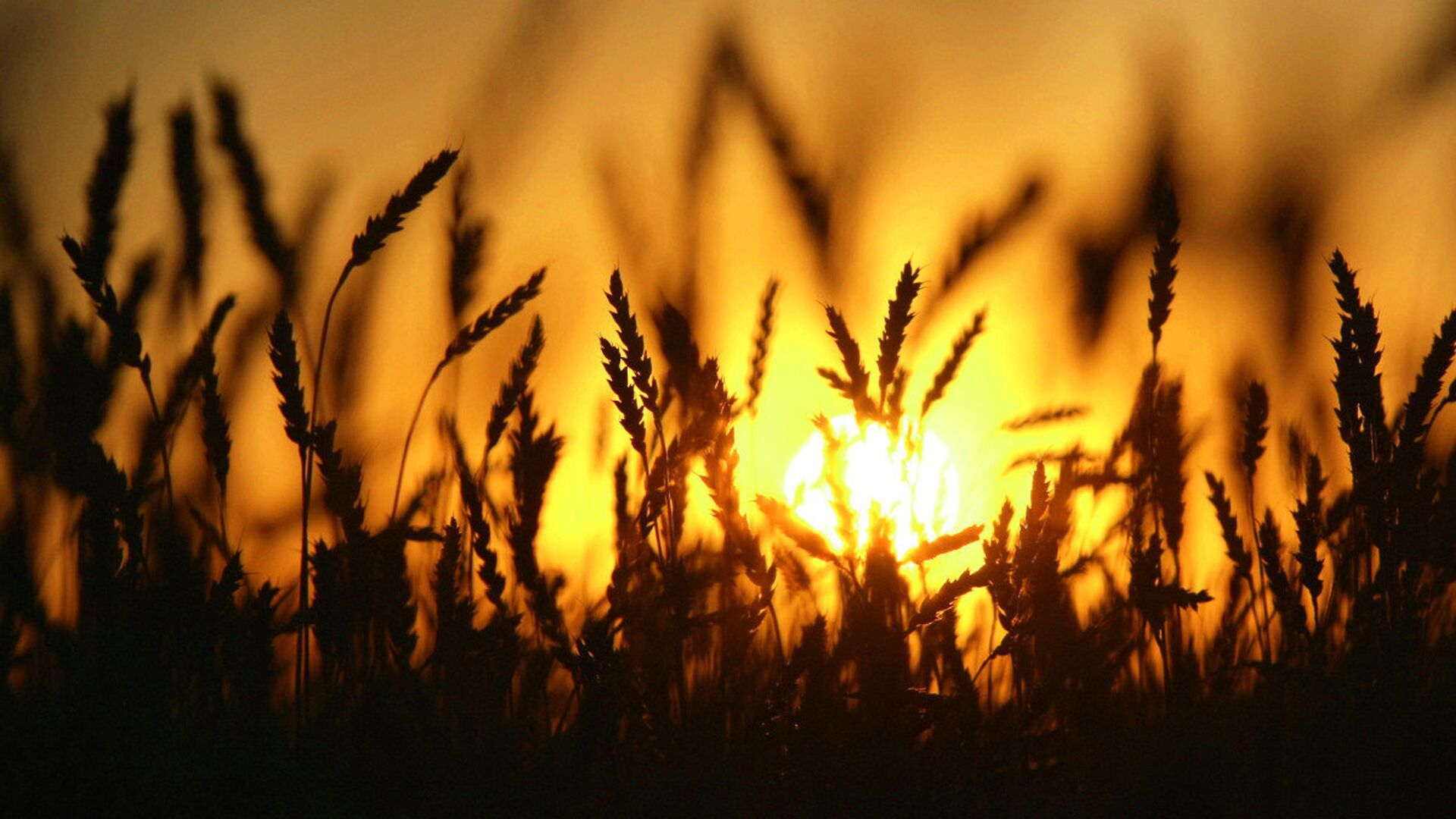 % Пшеница - ПРАЙМ, 1920, 26.09.2023