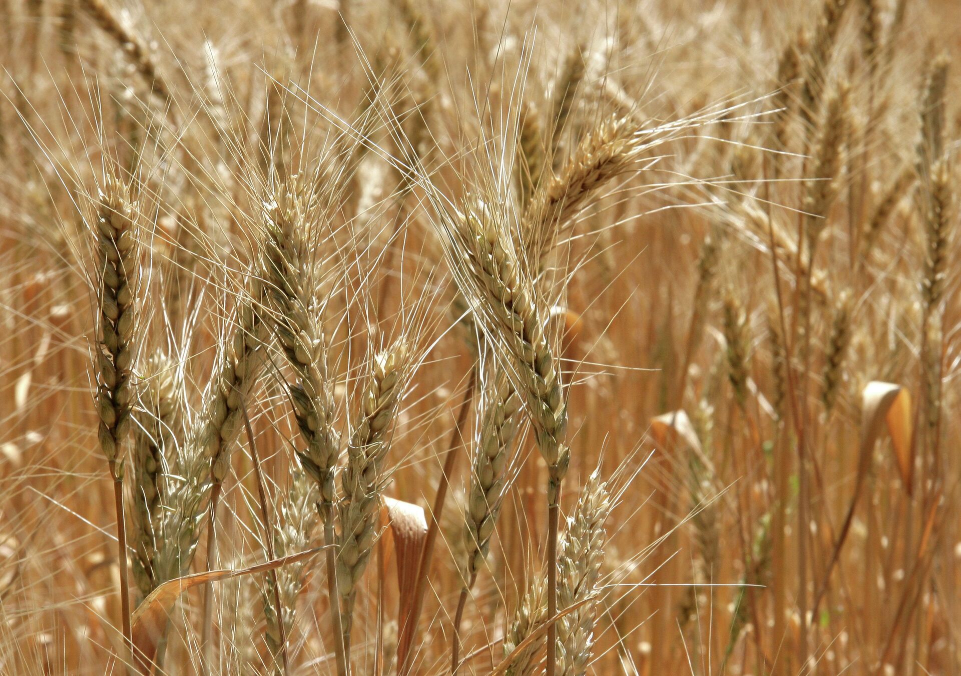 Пшеничное поле - ПРАЙМ, 1920, 31.05.2021