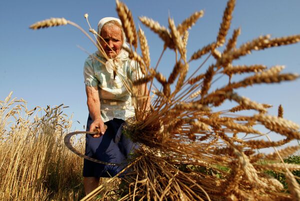 Бабушка убирает пшеницу традиционным способом