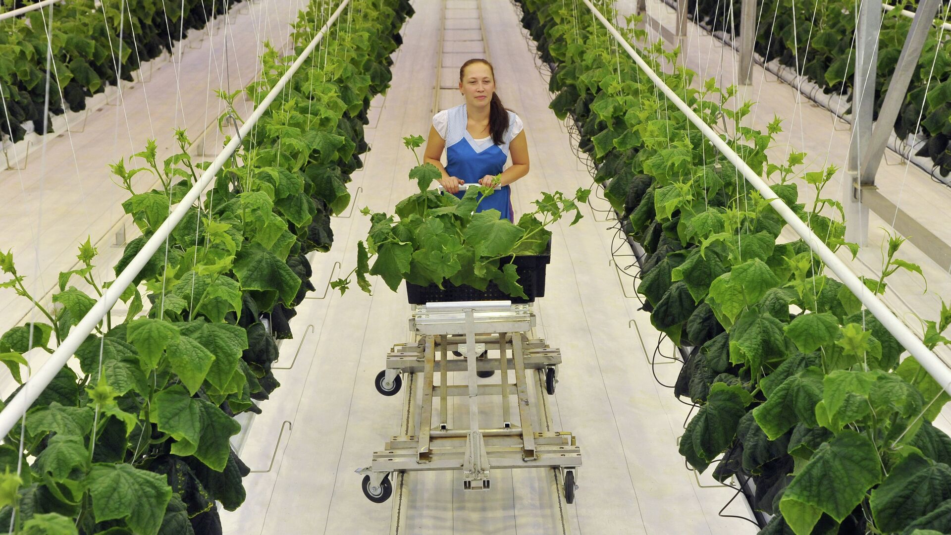 % агрокомплекс - ПРАЙМ, 1920, 14.06.2022