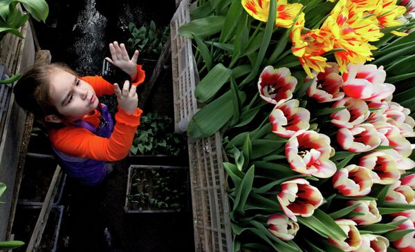 Девочка фотографирует тюльпаны в теплице