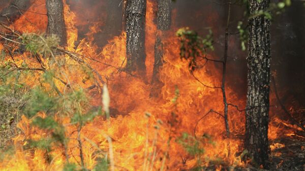 В двух районах Бурятии ввели режим ЧС из-за лесных пожаров