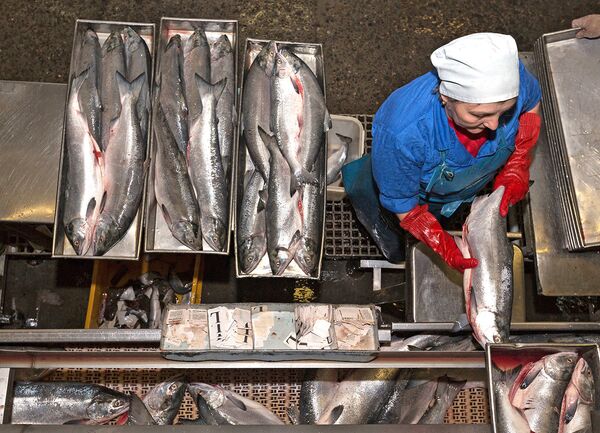 Сотрудник фабрики береговой обработки рыбы укладывает лосось в противни для заморозки