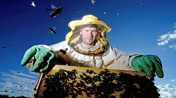 Пчеловод собирает мед на пасеке