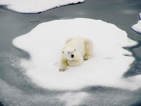Белый медведь на льдине.