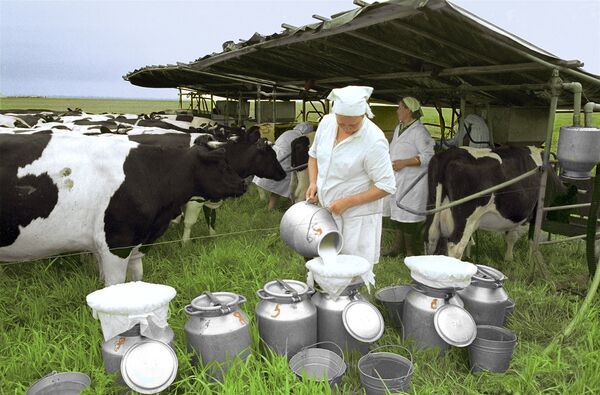 Доярка молочной фермы разливает молоко по бидонам