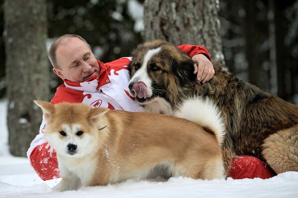 Владимир Путин с собаками Баффи и Юмэ на прогулке в Московской области. Баффи - болгарская (каракачанская) овчарка. Юмэ - породы акито-ину. 24 марта 2013 года.