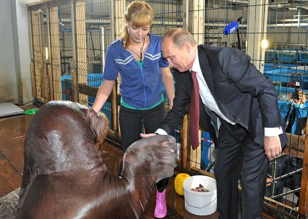Владимир Путин во время посещения Приморского океанариума, строящегося на острове Русский.  Путин зашел к моржам в вольер и пожал им ласты. 1 сентября 2013 года.