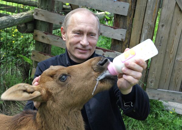 Владимир Путин кормит лосенка во время  посещения Национального парка Лосиный остров, расположенного на северо-востоке Москвы. 5 июня 2010 года.